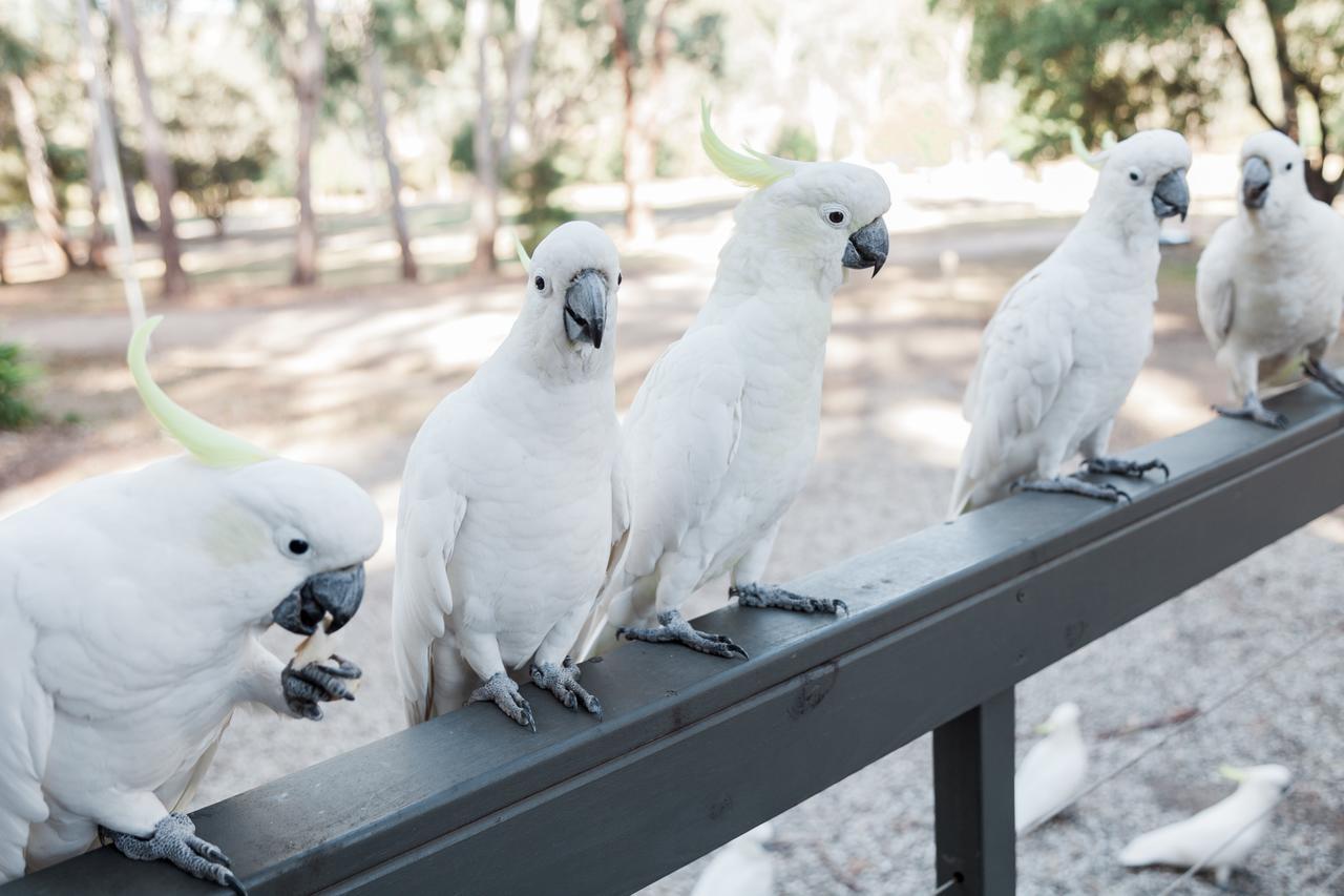 Eildon Pondage Holiday Park מראה חיצוני תמונה